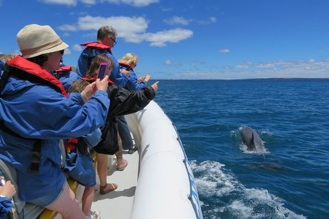 Kangaroo Island 75-Minute Ocean Safari - QLD Tourism 3