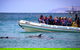 Kangaroo Island 75-Minute Ocean Safari - thumb 4