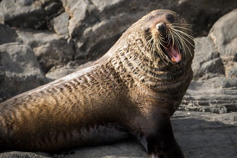 Kangaroo Island 75-Minute Ocean Safari - QLD Tourism 5