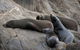 Kangaroo Island Ocean Safari - Snorkeling Safari - thumb 0