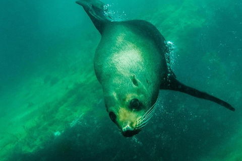 Kangaroo Island Ocean Safari - Snorkeling Safari - QLD Tourism 1