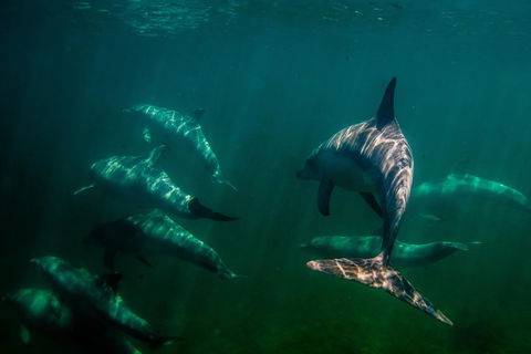 Kangaroo Island Ocean Safari - Snorkeling Safari - QLD Tourism 2