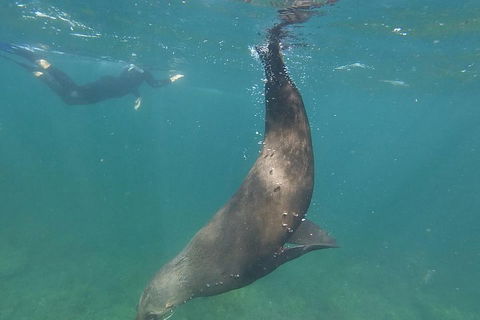 Kangaroo Island Ocean Safari - Snorkeling Safari - QLD Tourism 3