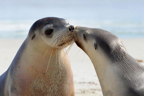 2 Day Ultimate Kangaroo Island With Return Ferry - QLD Tourism 2