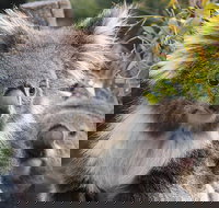 Kuranda Koala Gardens and Birdworld Admission Tickets - QLD Tourism