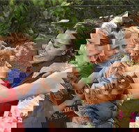 Kuranda Koala Gardens General Entry Ticket - QLD Tourism