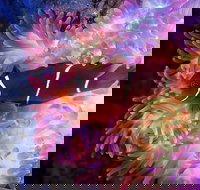 Cairns Aquarium by Twilight with 3-Course Dinner - QLD Tourism