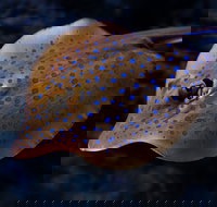 Cairns Aquarium Tour by Twilight with Drink and Appetiser - QLD Tourism