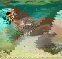 Cairns Aquarium Marine Life Encounter Ticket with 2-Course Lunch - QLD Tourism