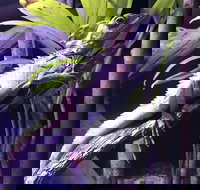 Cairns Aquarium Admission Ticket - QLD Tourism