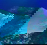 Cairns Aquarium Family Ticket - QLD Tourism