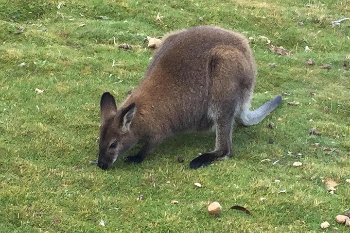 Cradle Mountain Day Tour From Launceston Including Lunch - thumb 5