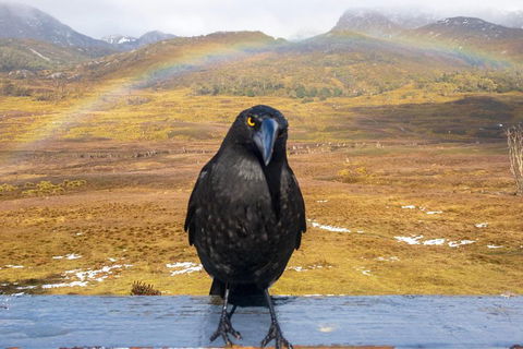 Cradle Mountain Park Explorer Guided Tour - QLD Tourism 2