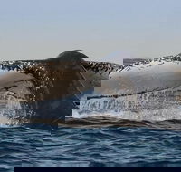 Sydney Whale-Watching Cruise Including Lunch or Breakfast - QLD Tourism