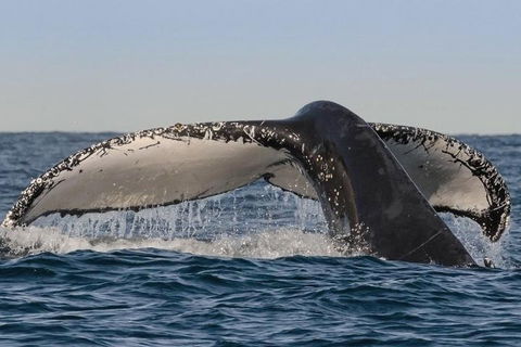 Sydney Whale-Watching Cruise Including Lunch Or Breakfast - QLD Tourism 0