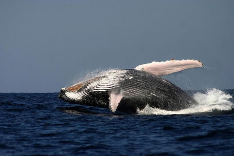 Sydney Whale-Watching Cruise Including Lunch Or Breakfast - QLD Tourism 1