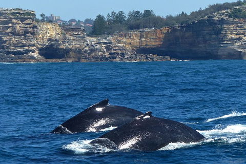 Sydney Whale-Watching Cruise Including Lunch Or Breakfast - QLD Tourism 2