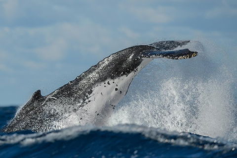 Sydney Whale-Watching Cruise Including Lunch Or Breakfast - QLD Tourism 4