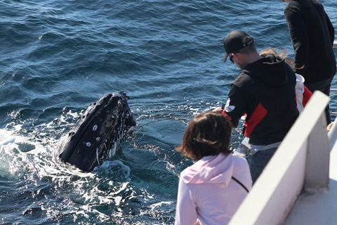 Sydney Whale-Watching Cruise Including Lunch Or Breakfast - QLD Tourism 5