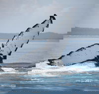 Hervey Bay Whale Watching Cruise - QLD Tourism