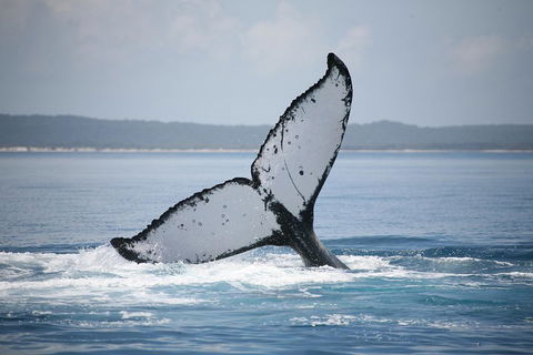Hervey Bay Whale Watching Cruise - QLD Tourism 0