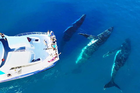 Hervey Bay Whale Watching Cruise - QLD Tourism 3