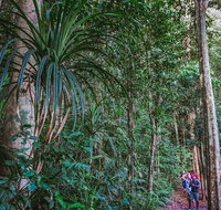 Atherton Tablelands Rain Forest by Night from Cairns - QLD Tourism