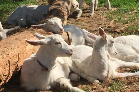 Mornington Peninsula Winery Tours With Cheese, Chocolate Tastings From Melbourne - Queensland Tourism 0