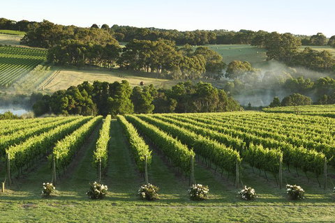 Mornington Peninsula Winery Tours With Cheese, Chocolate Tastings From Melbourne - Queensland Tourism 4