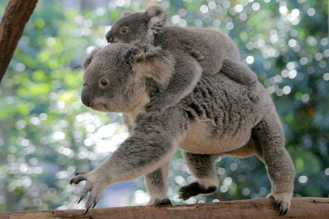 Lone Pine Koala Sanctuary Admission With Brisbane River Cruise - QLD Tourism 0