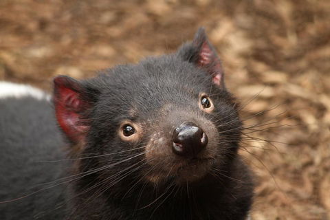 Day Tour In Mt. Field, Mt. Wellington, Bonorong Wildlife Sanctuary And Richmond - QLD Tourism 4