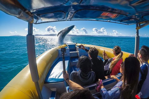 Ocean Rafting Tour To Whitehaven Beach, Hill Inlet Lookout & Top Snorkel Spots - QLD Tourism 4