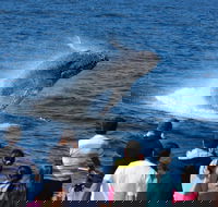 Tangalooma Island Resort Whale Watching Day Cruise - QLD Tourism