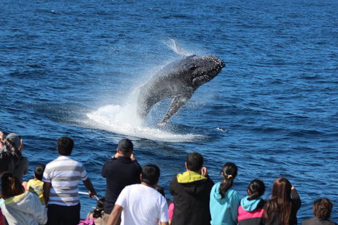 Tangalooma Island Resort Whale Watching Day Cruise With Dolphin Viewing - QLD Tourism 1