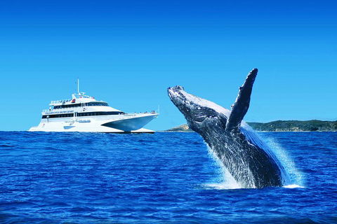 Tangalooma Island Resort Whale Watching Day Cruise With Dolphin Viewing - QLD Tourism 2