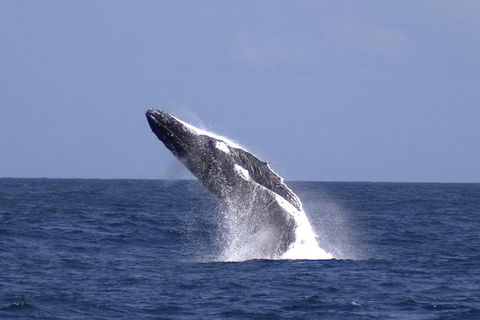Tangalooma Island Resort Whale Watching Day Cruise With Dolphin Viewing - QLD Tourism 4