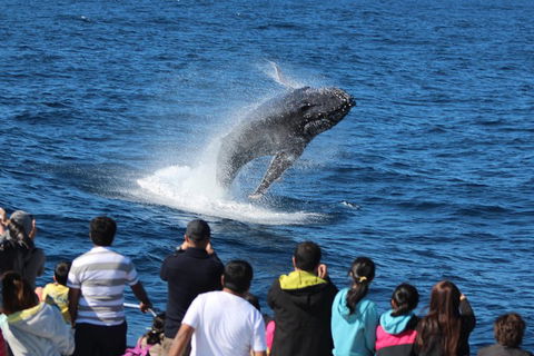 Tangalooma Island Resort Whale Watching Day Cruise With Dolphin Feeding - QLD Tourism 5