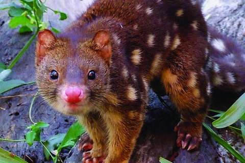 Hartley's Crocodile Adventures General Entry Ticket - QLD Tourism 4