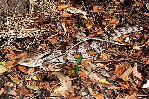 Hartley's Crocodile Adventures General Entry Ticket - QLD Tourism 5