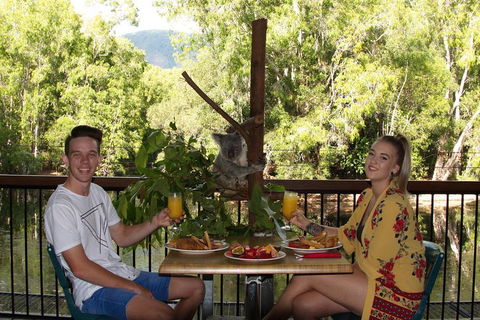 Hartley's Crocodile Adventures Breakfast With The Koalas - QLD Tourism 5