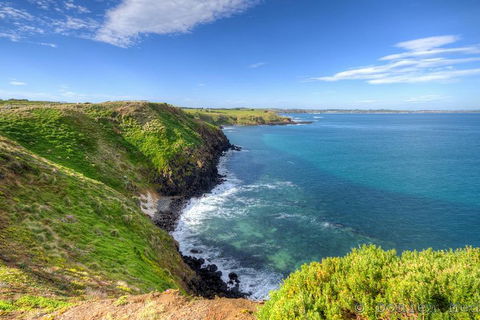 Phillip Island Penguin And Koala Highlights Day-Trip From Melbourne - Queensland Tourism 5