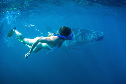 6-Day Coral Coaster From Perth To Exmouth One-Way Via Monkey Mia Ningaloo Reef - QLD Tourism 3