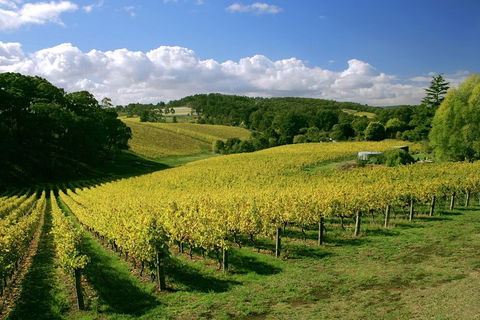 McLaren Vale And Glenelg Wine Tasting And Sightseeing (Half-day Afternoon) - QLD Tourism 4