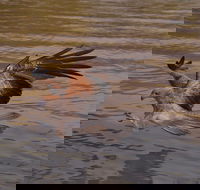 Litchfield and Jumping Crocodiles Full Day Trip from Darwin - QLD Tourism