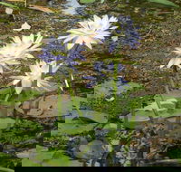 Yellow Water Cruise - Kakadu - QLD Tourism