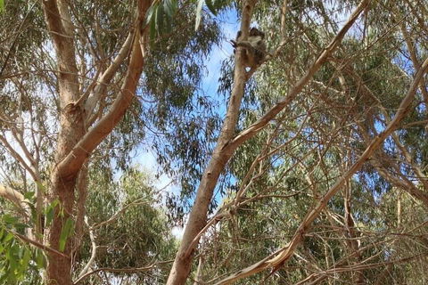 Kangaroo Island 4WD Tour - Best Of KI In 2 Days - QLD Tourism 0