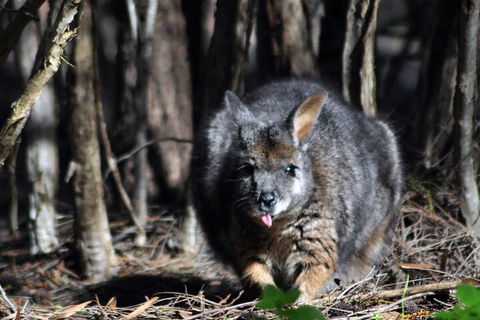 Small-Group Kangaroo Island 4WD Night Tour - QLD Tourism 1