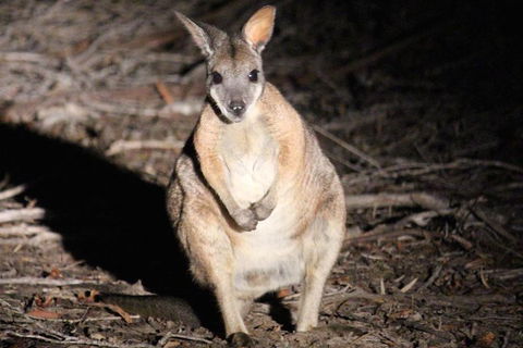 Small-Group Kangaroo Island 4WD Night Tour - QLD Tourism 3