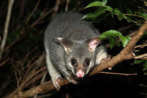 Small-Group Kangaroo Island 4WD Night Tour - QLD Tourism 5