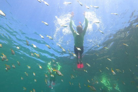 Manly Snorkel Trip And Nature Walk With Local Guide - QLD Tourism 0